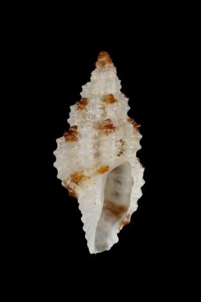 File:Pseudodaphnella tincta 001.jpg