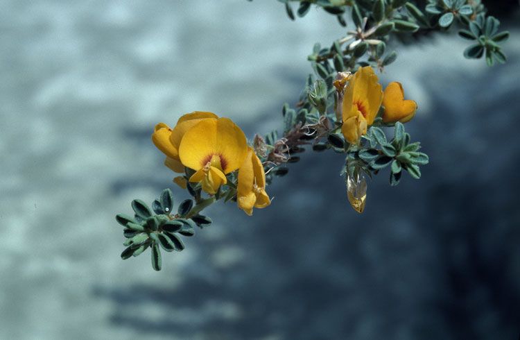 File:Pultenaea maritima.jpg