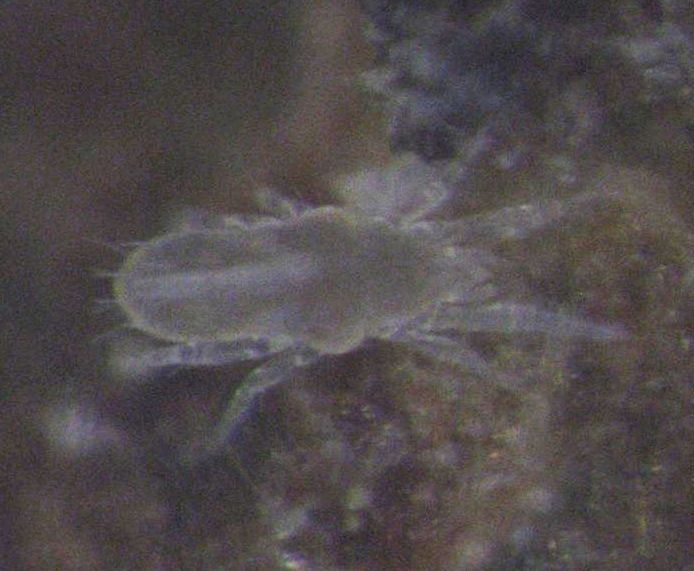 File:Rhagidiidae.jpg