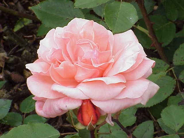 File:Rosa sp.50.jpg