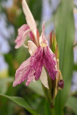 File:Roscoea x beesiana Dark 060710.jpg