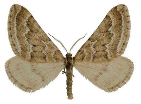 File:Scotopteryx kuznetzovi.jpg