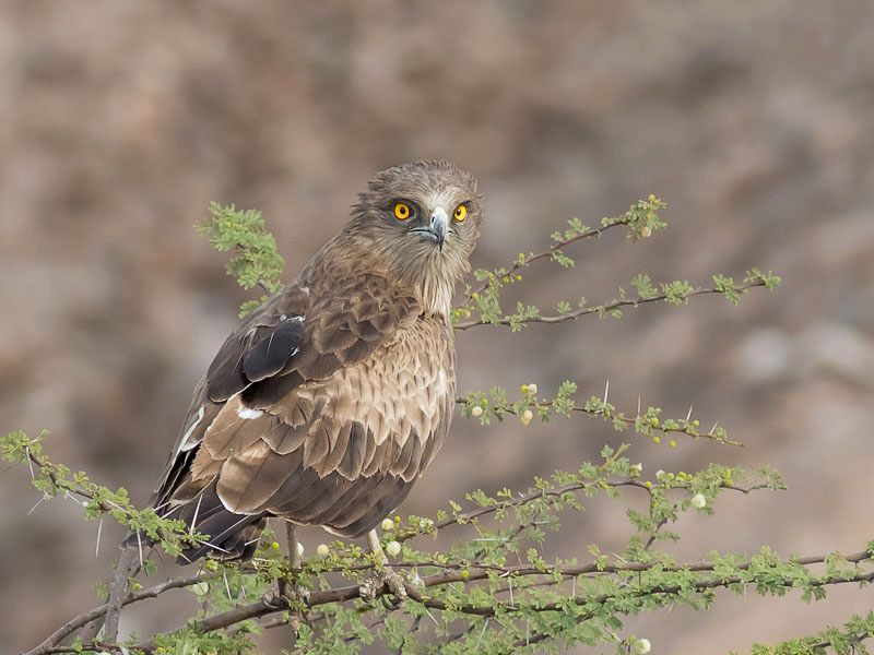 File:Short-toed Snake Eagle perched.jpg