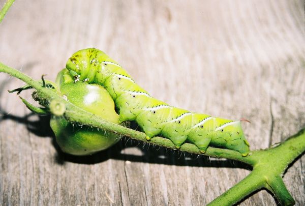 File:Tobacco Hornworm.jpg