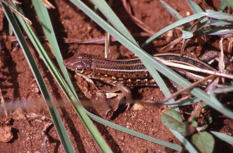 File:Tracheloptychus madagascariensis.jpeg