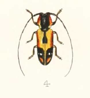 File:Tragocephala mniszechii 1894.jpg