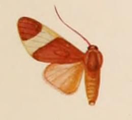 File:Trichromia drucei.JPG