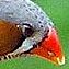 File:Zebra finch beak.jpg