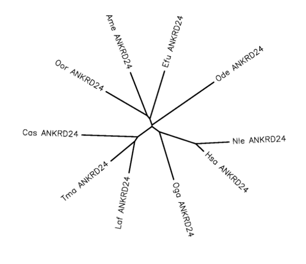 File:ANKRD24 unrooted phylogenetic tree.png