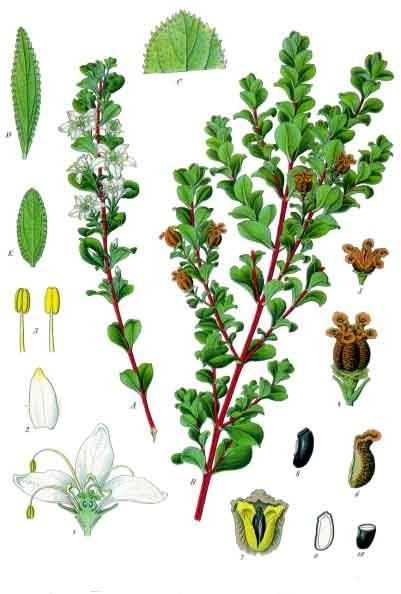 File:Agathosma betulina - Köhler–s Medizinal-Pflanzen-020.jpg