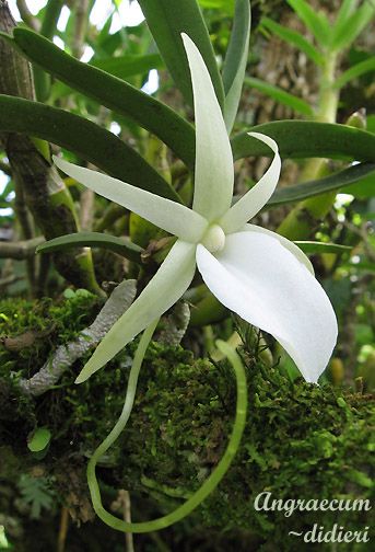 File:Angraecum didieri.jpg