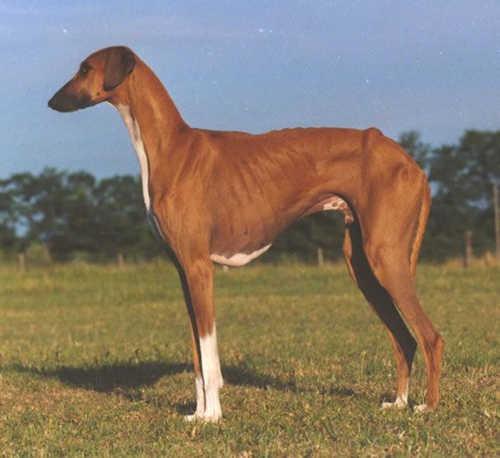 File:Azawakh male Greboun de Garde-Epee.jpg