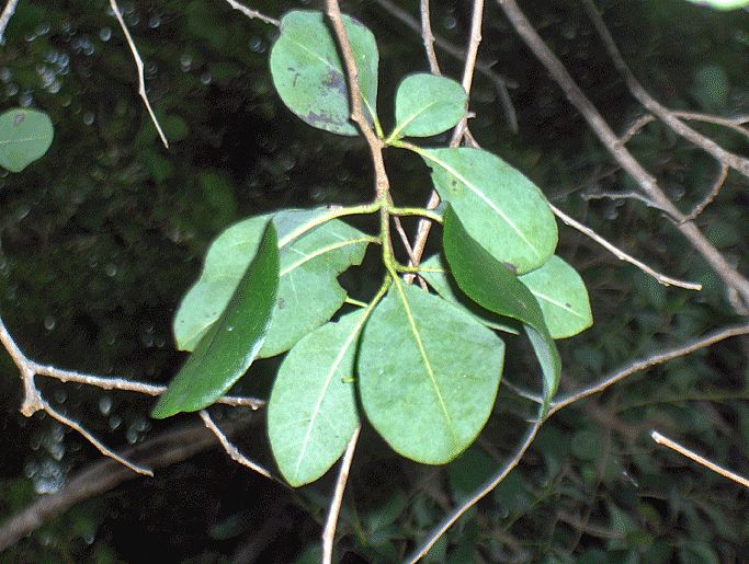 File:Bahama Strongbark (2885574551).jpg