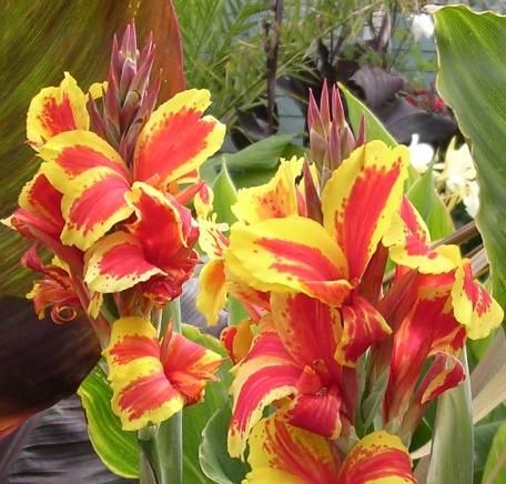 File:Canna KonigenCharlotte 01.jpg