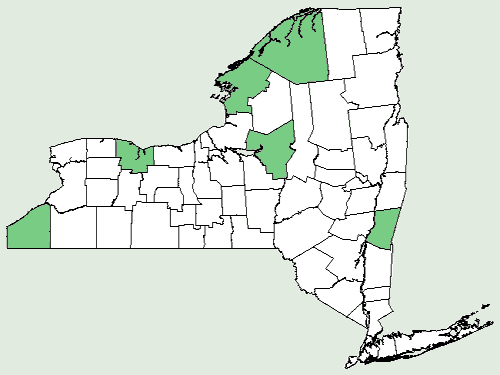 File:Carex atherodes NY-dist-map.png