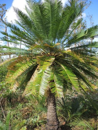 File:Cycas orientis photograph.jpg