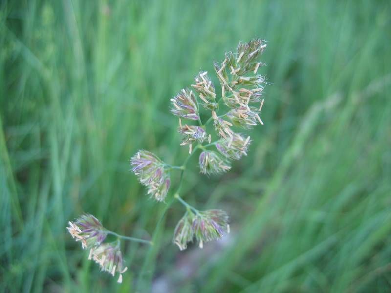 File:Dactylis glomerata bluete1.jpeg