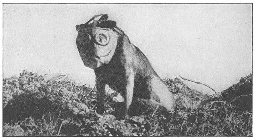 File:Dog with mask WWI.jpg