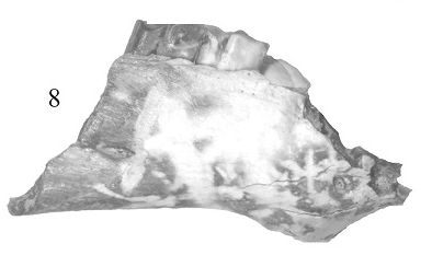 File:Eopachyrucos mandible.png