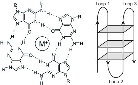 File:G-quadruplex.jpg