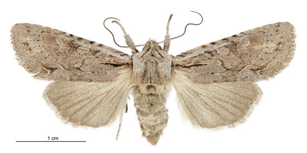 File:Graphania averilla female.jpg