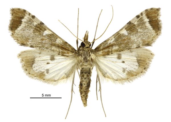 File:Leucinodes cordalis female.jpg