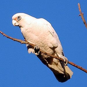 File:Littlecorella.jpg