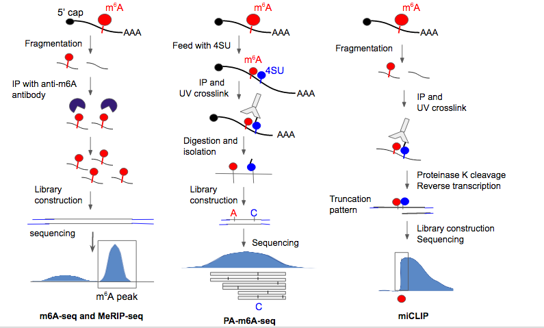 File:M6A methods.png