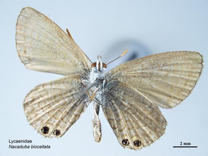 File:Nacaduba biocellata ventral.jpg