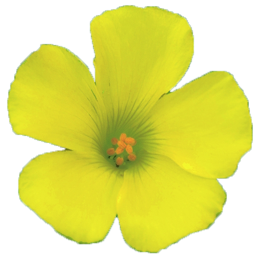 File:Oxalis-pes-caprae-02-Trp.png