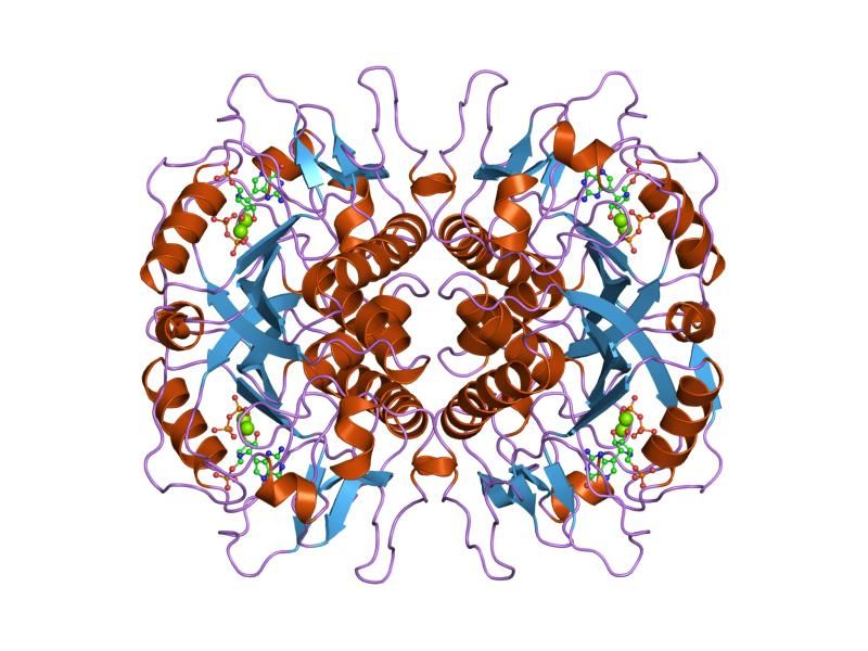 File:PDB 1bzy EBI.jpg