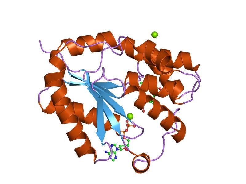 File:PDB 1e98 EBI.jpg