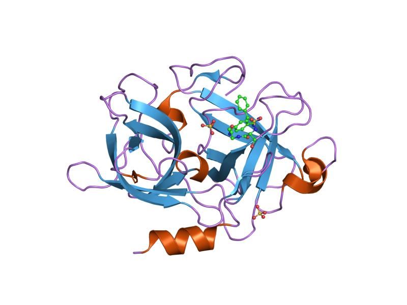 File:PDB 1sc8 EBI.jpg