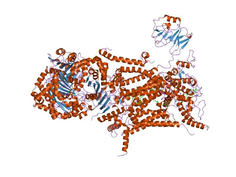 File:PDB 1sqv EBI.jpg