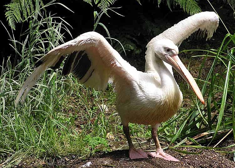 File:Pelican.great.white.arp.750pix.jpg