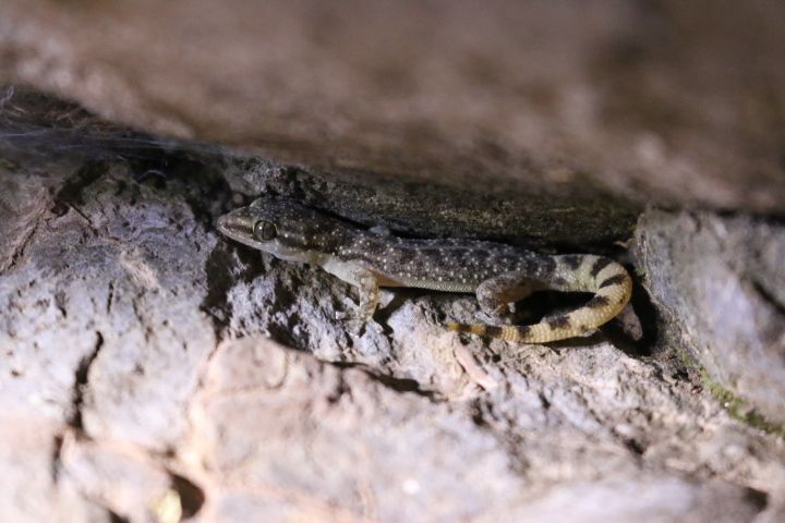 File:Phyllodactylus bordai 5817363.jpg