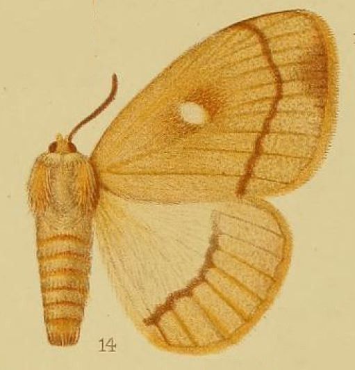 File:Pl.40-fig.14-Chrysopoloma albidiscalis Hampson, 1910.JPG