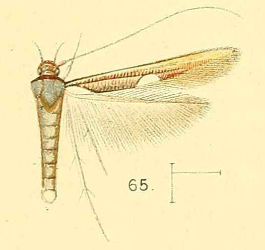 File:Pl.6-fig.65-Zaratha muricicoma Walsingham, 1891.jpg