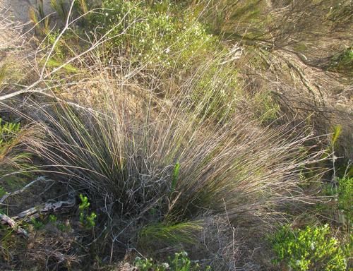 File:S arenicola habit-1.jpg