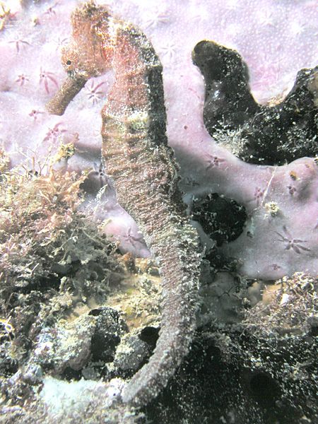 File:Seahorse, St. Croix, Virgin Islands.jpg