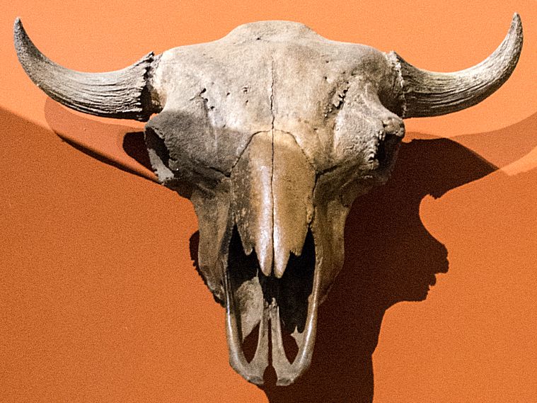 File:Skull of the Bison occidentalis.jpg