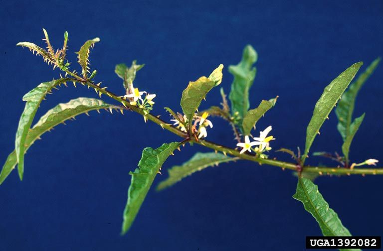 File:Solanum tampicense 1.jpg