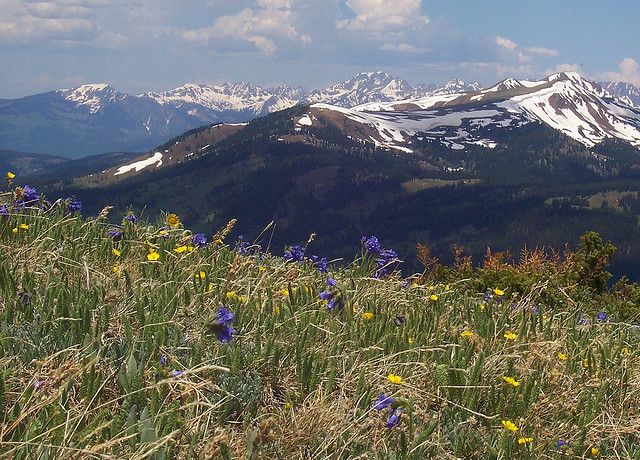 File:Spaulding Ridge wildflowers, Copper Mtn.jpg