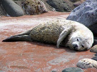 File:Spotted Seal Baby Otaru.jpg