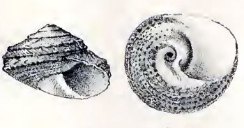 File:Tegula mariana 001.jpg