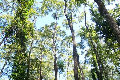 File:Toona ciliata Tamban State Forest.jpg