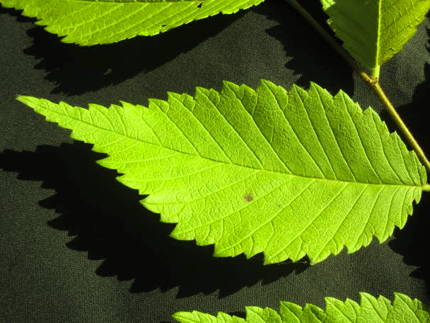 File:U. americana 'Aurea' leaf.png