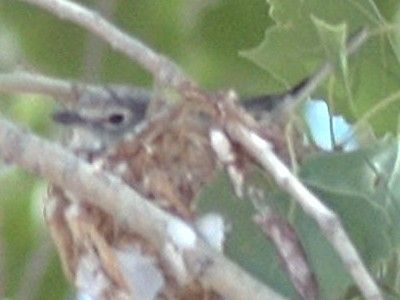 File:Vireo plumbeus1.jpg