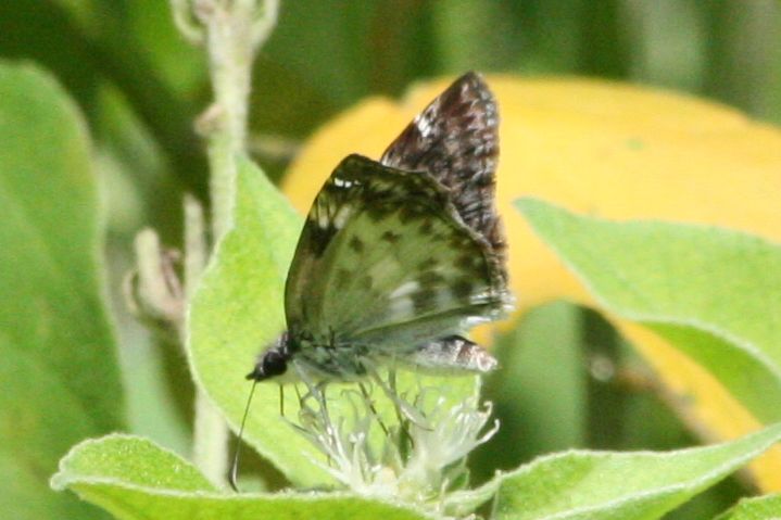 File:White-patched skipper (Chiomara asychis) ventral.jpg