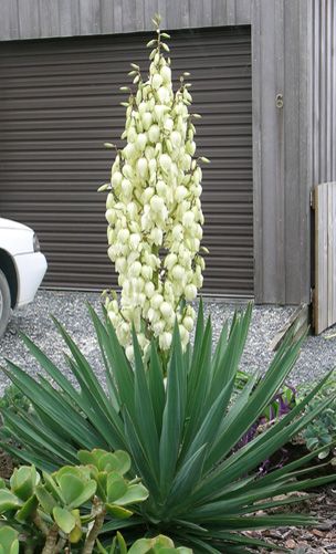 File:Yucca flowering.jpg